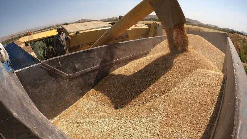 ”التموين”: بدء موسم توريد القمح المحلي رسميًا الإثنين المقبل