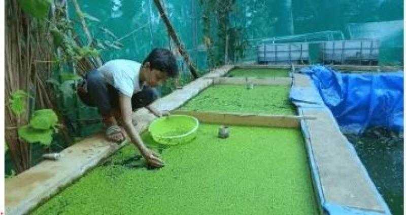 بعد نجاح التجربة.. زراعة جنوب سيناء تتوسع في إنشاء أحواض الأزولا لسد احتياجات المزارعين