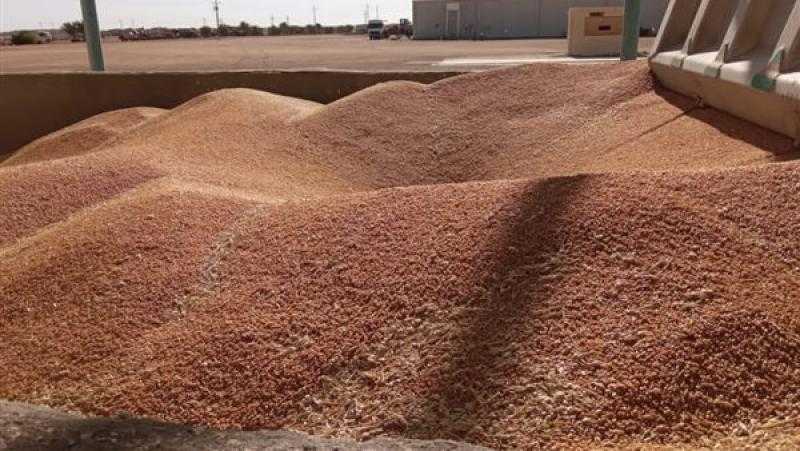 محافظ أسوان: انتظام استلام بشائر الأقماح المحلية بصومعة الراجحى بتوشكى