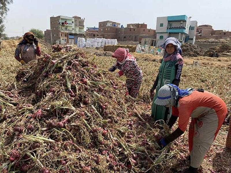 وسط آمال بانخفاض أسعاره العام الحالي.. بدء حصاد محصول البصل بالدقهلية