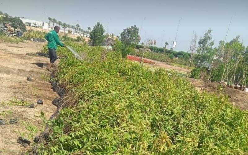 دعم شرم الشيخ بـ30 ألف شتلة لأشجار الزينة لتجميل الطرق والميادين