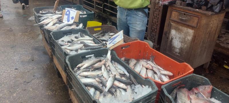 تجار أسماك في دمياط: وقف البيع في حلقة شطا لمدة 4 أيام