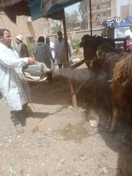 إطلاق قافلة بيطرية مجانية بقرية ناهيا في الجيزة.. صور