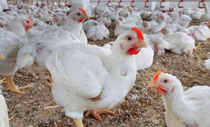 بدء مدارس الإنتاج الحيواني والداجني في جنوب سيناء لتدريب المربين على طرق التربية