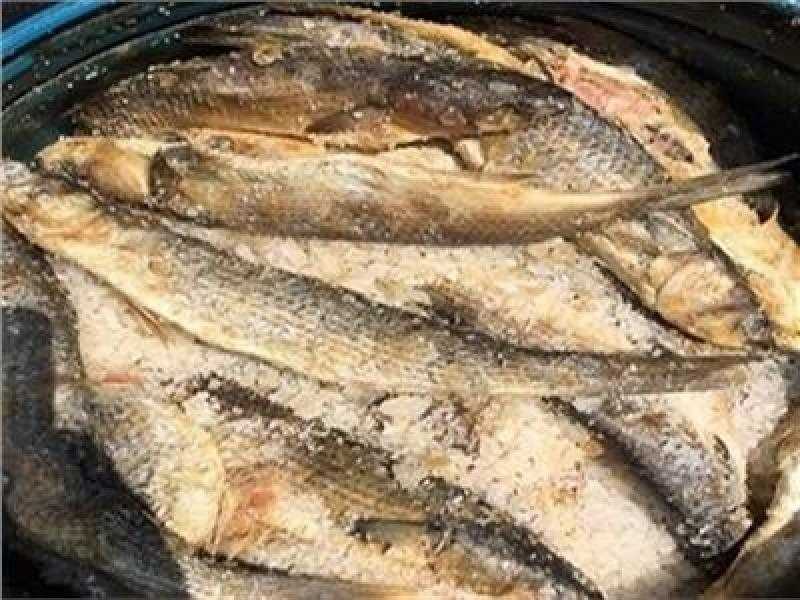 ضبط أسماك مملحة غير صالحة للاستهلاك قبل بيعها في شم النسيم بالأقصر