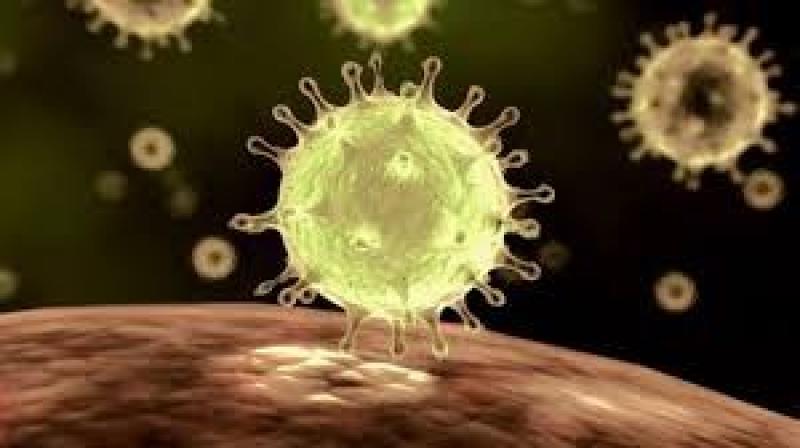 مخاوف من تفشي فيروس جديد بعد انتقال أنفلونزا الطيور للأبقار في 34 مزرعة ألبان في أمريكا