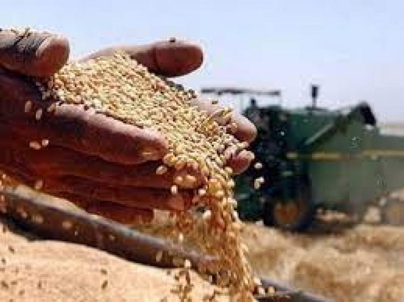 البنك الزراعي: استقبلنا أكثر من 200 ألف طن قمح حتى الآن
