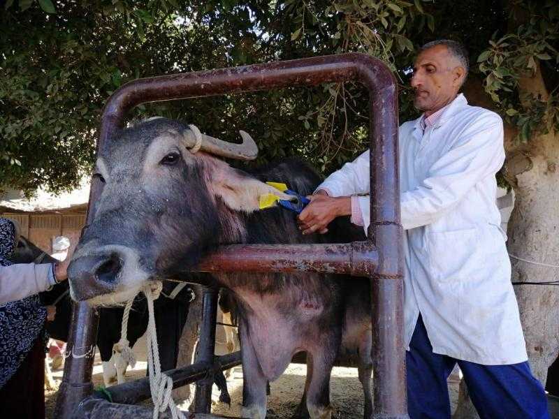 بيطري البحيرة: علاج 1500 رأس ماشية في مركز إيتاي البارود