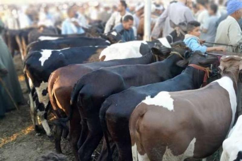 شعبة القصابين: تراجع أسعار لحوم العجول والبقري اليوم