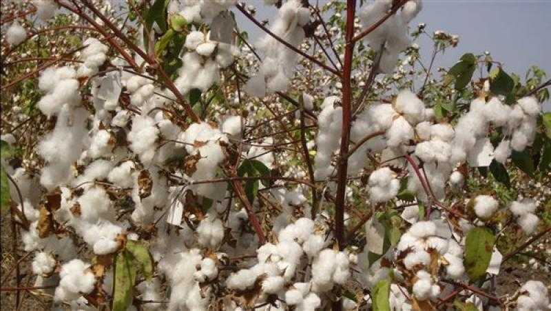 نقيب الفلاحين: قلة المساحة المنزرعة وراء تراجع إنتاج القطن