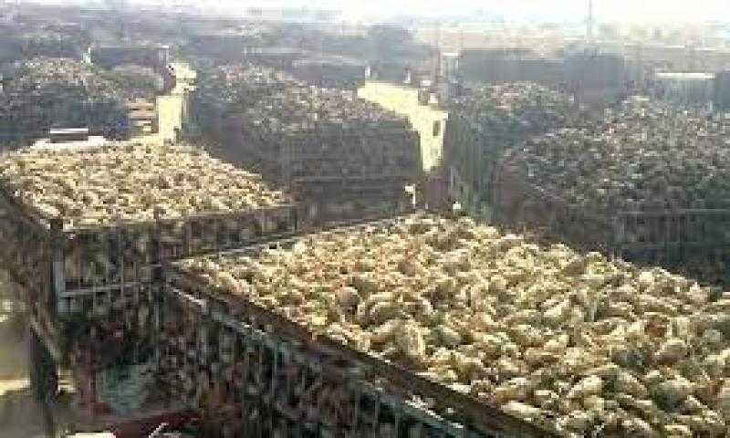 «الدلتا للسكر»: تسلمنا 985 ألف طن بنجر من المزارعين حتى الآن