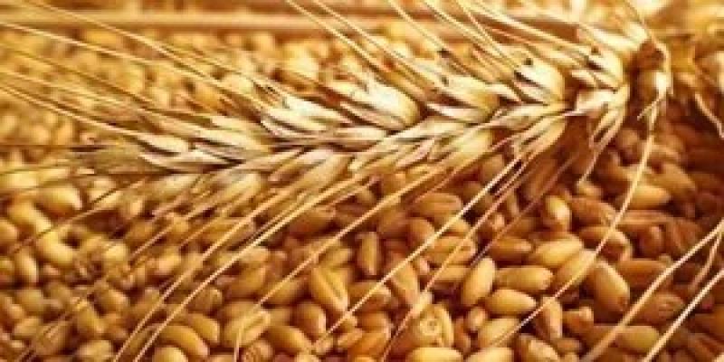 ‎الشرقية الأولى فى توريد القمح.. نستقبل ضعف العام الماضى من المحصول