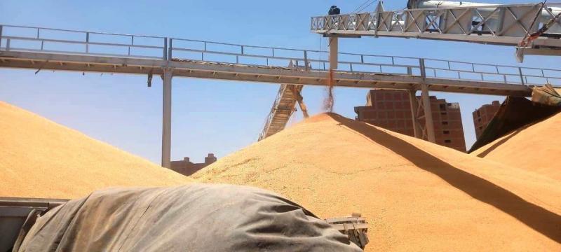 استلام 146 ألف طن قمح محلي بمواقع التوريد في كفر الشيخ