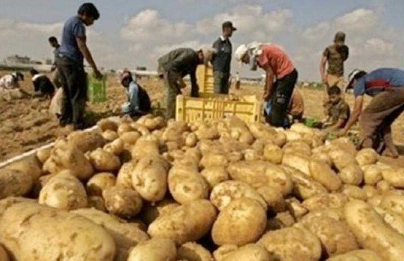 ارتفاع الصادرات المصرية من البطاطس إلى لبنان بنسبة 60%