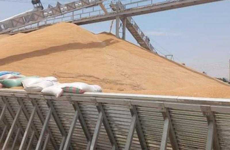 محافظ الغربية يوضح إجمالي القمح المورد للشون والصوامع