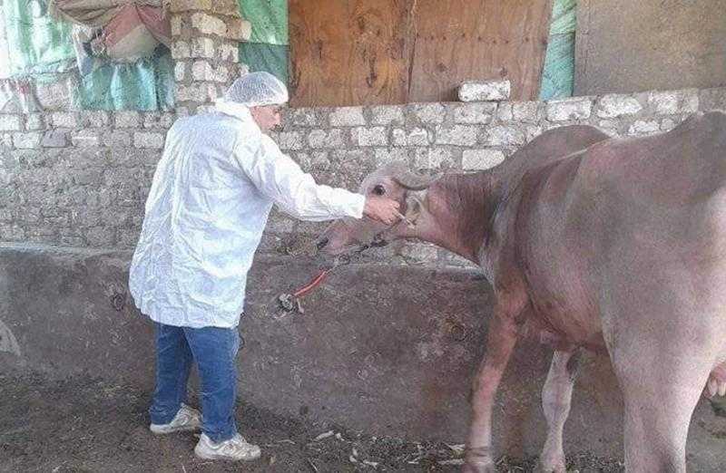 علاج 270 رأس ماشية في قافلة بيطرية إلى مركز رشيد بالبحيرة