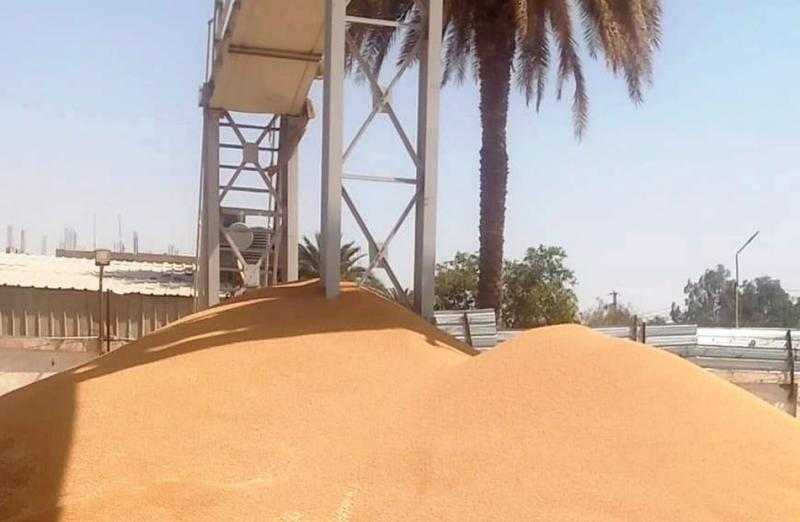 صوامع محافظة البحيرة تستقبل 169 ألف طن قمح