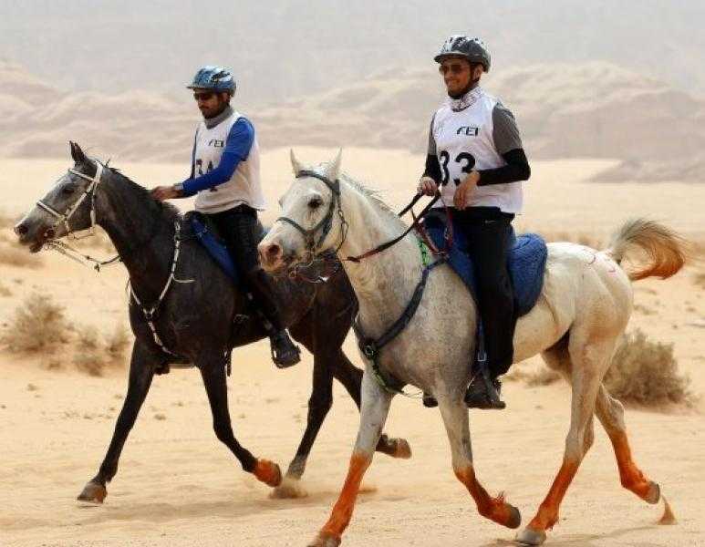 اليوم انطلاق بطولة القدرة والتحمل للفروسية بمنطقة سقارة