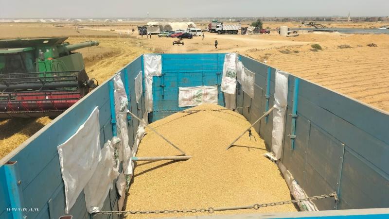 محافظ الإسماعيلية يعلن ارتفاع حصيلة توريد القمح للشون والصوامع