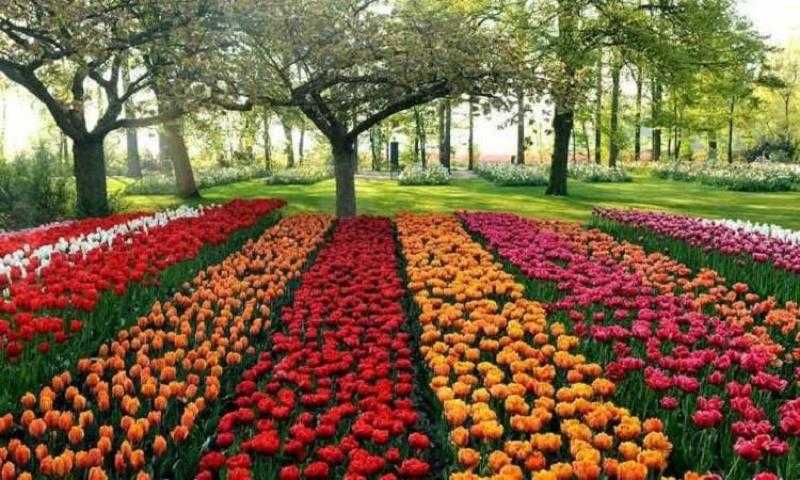 معرض زهور الربيع يبدأ في استقبال الجمهور اليوم بالمتحف الزراعي