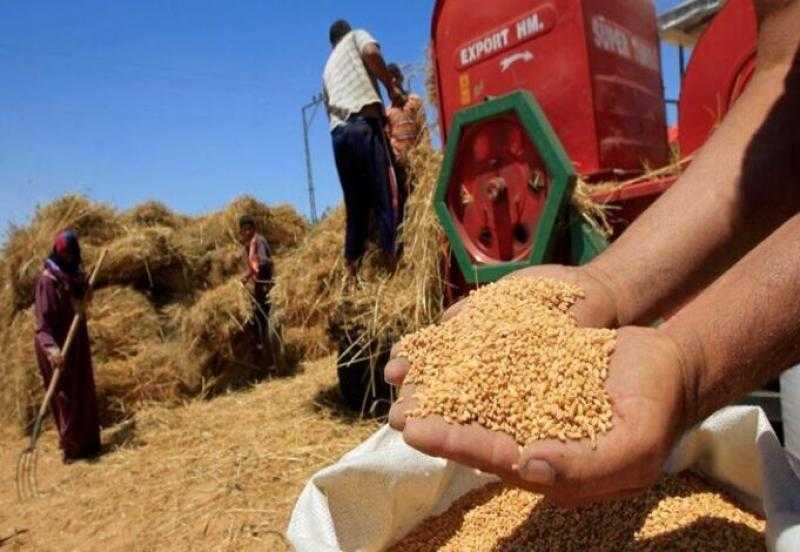 محافظ كفرالشيخ: استلام 193 ألف طن بشون وصوامع الأقماح