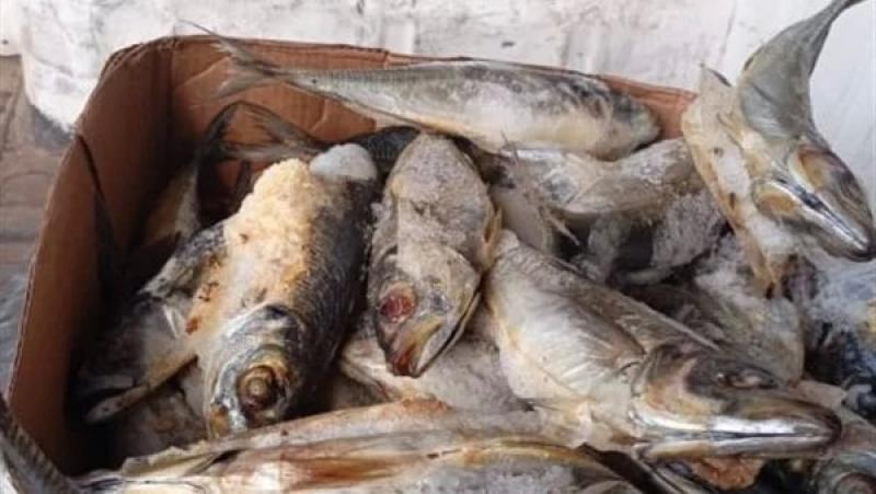 ضبط 1500 كيلو جرام أسماك منتهية الصلاحية فى كوم حمادة بالبحيرة