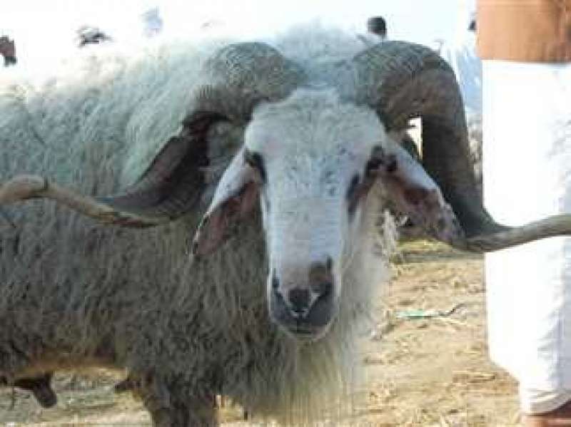 صورة ارشيفية