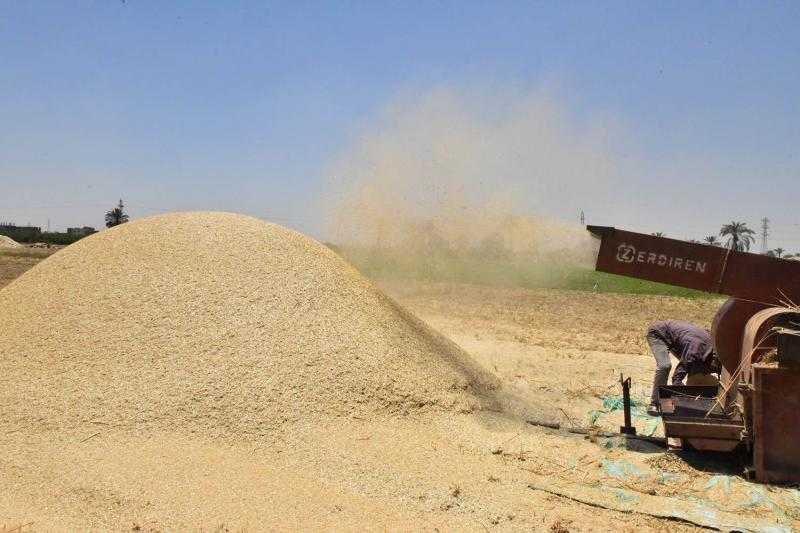 توريد أكثر من 599 ألف طن قمح محلي لصوامع الشرقية