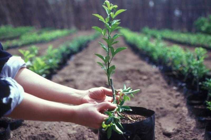 معلومات الوزراء يناقش سبل تعظيم العائد من الإنتاج الزراعي