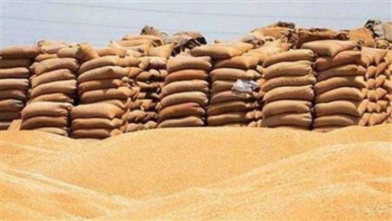 شون محافظة البحيرة تستقبل 227 ألف طن قمح