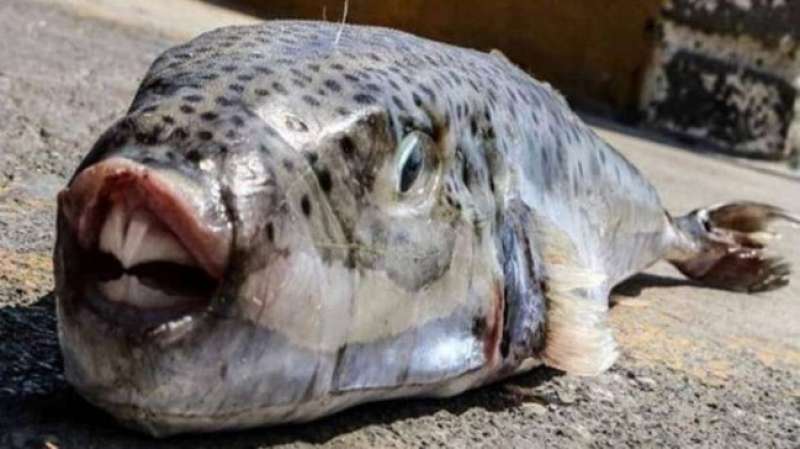 خط أحمر