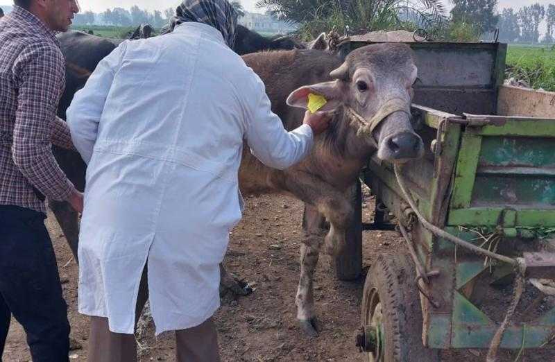 علاج 400 رأس ماشية في قافلة بيطرية بمركز الرحمانية في البحيرة