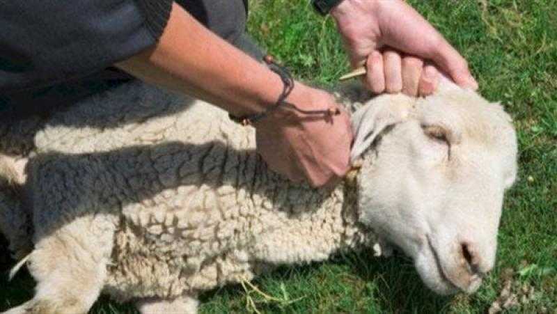 فرض غرامات كبيرة.. وزارة الزراعة تؤكد منع عمليات النحر خارج المج.زر