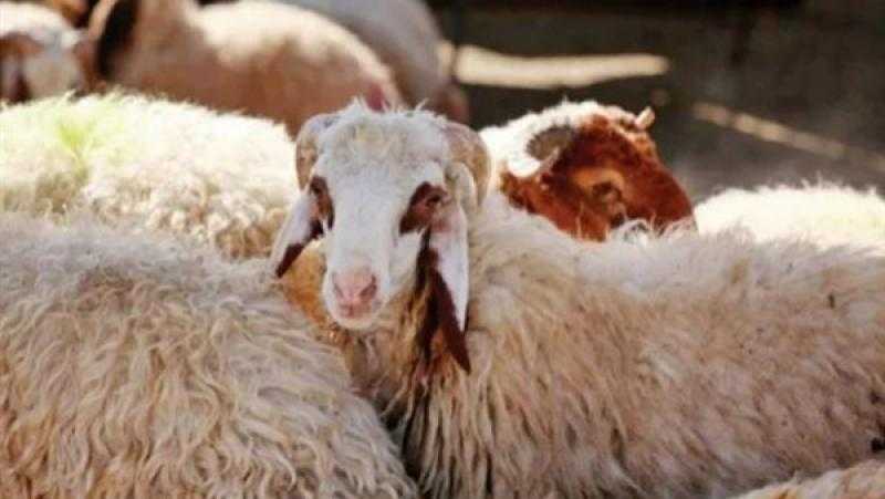 أمين الفتوى: الأضحية ليست هواية لإسالة الدماء بل عبادة شرعها الله لحكمة