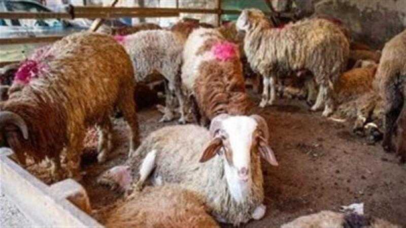 التحالف الوطني يعلن إطلاق مبادرة صك الأضحية بعد استشارة دار الإفتاء