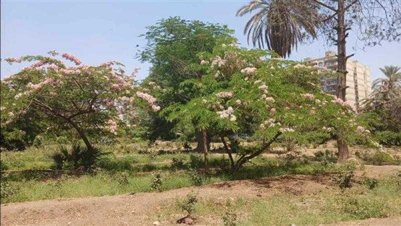 حقيقة قطع أشجار الميريلاند.. وزارة البيئة تكشف التفاصيل كاملة