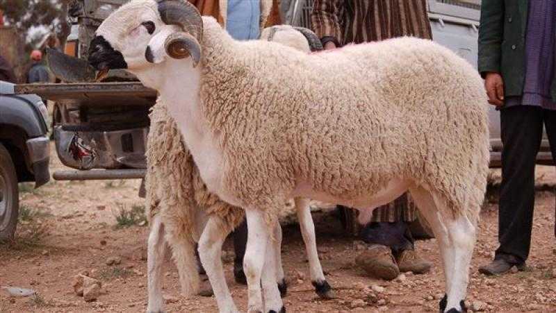 البرقي أفضل الأنواع.. نصائح لشراء خروف الأضحية