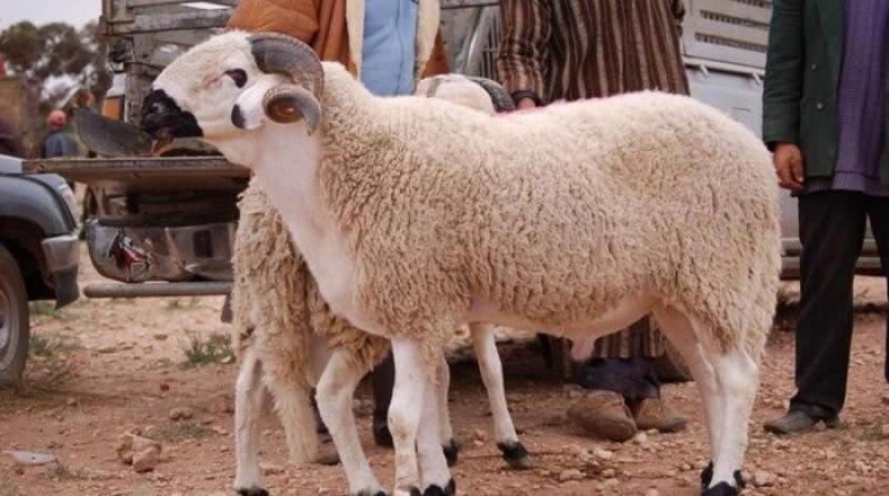 الأزهري يوضح موعد ذبح الأضحية.. فيديو