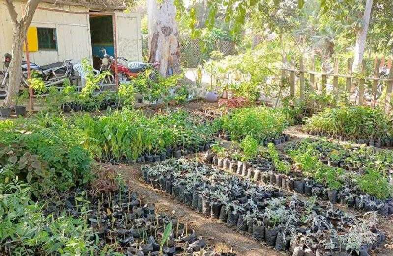 محافظ كفرالشيخ: زراعة 327 ألف شجرة ضمن المبادرة الرئاسية 100 مليون شجرة