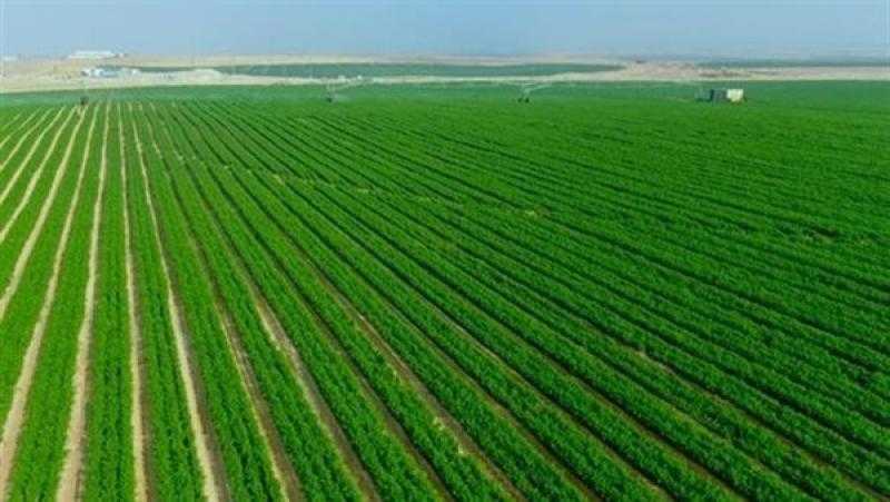 تحقيق التنمية الشاملة.. خبير زراعي يكشف أهمية مشروع الدلتا الجديدة