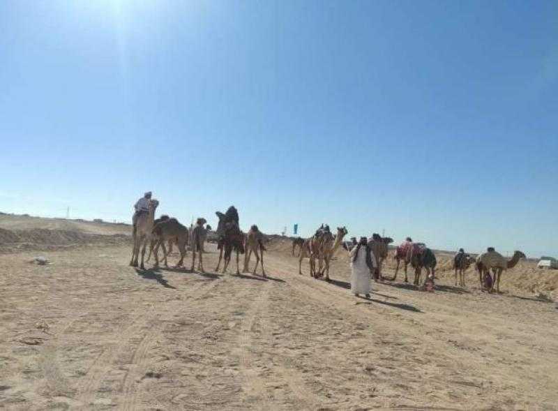 تطوير مضمار الهجن بمدينة طور سيناء على مساحة 430 فدانا