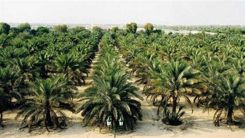 أستاذ زراعي: زراعة 2.5 مليون نخلة في توشكى تعكس الخطط الجادة في التنمية الزراعية