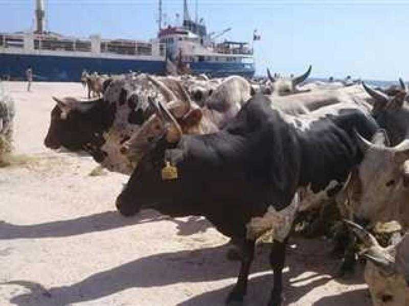 وصول 1410 رؤوس عجول حية وتداول 13 ألف طن و670 شاحنة بضائع بموانئ السويس والبحر الأحمر