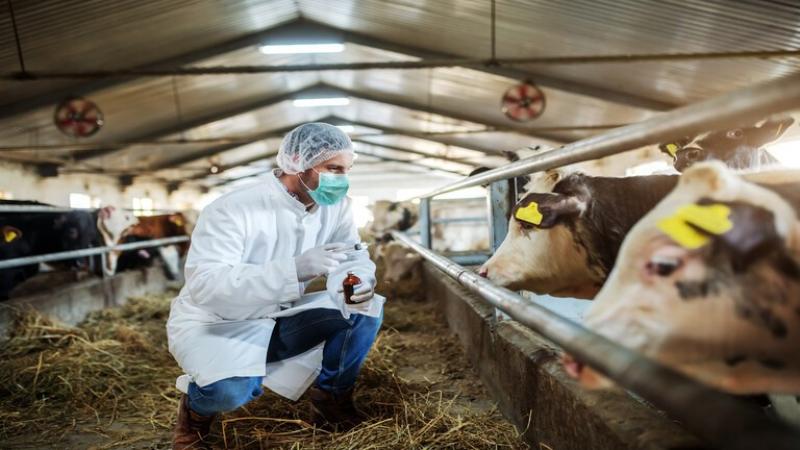 علماء يحذرون من تحور فيروس H5N1 في الأبقار ليتخذ خطوة ”خطيرة” نحو إصابة البشر