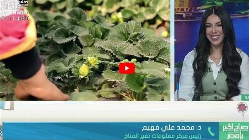 الزراعة: رش النباتات بسليكات البوتاسيوم يحميها من الشمس
