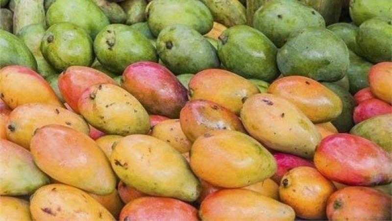 ”المانجو” الأكثر تصديرا بقائمة الفواكه المصرية.. بإجمالي 12 ألف طن
