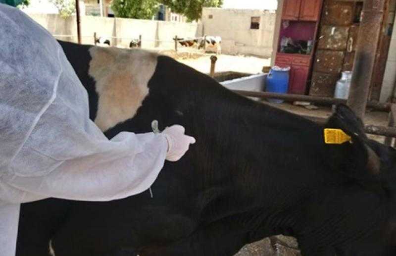 بيطري البحيرة: علاج 276 رأس ماشية في مركز رشيد