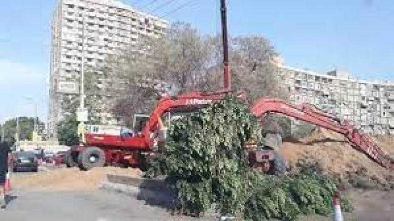 تفاصيل قرار عدم قطع الأشجار في القاهرة.. نقل وليس إزالة