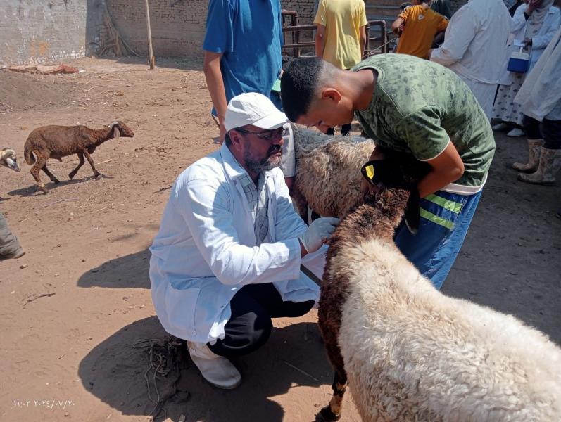 فحص 4121 طائرًا ورأس ماشية خلال قافلة بيطرية في قرية الكرسا بالغربية