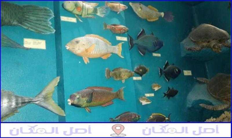 مواعيد متحف الأحياء المائية بالإسكندرية: تجربة ممتعة لعشاق الحياة البحرية